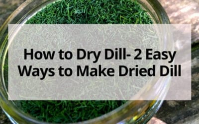 How to Dry Dill- 2 Easy Ways to Make Dried Dill