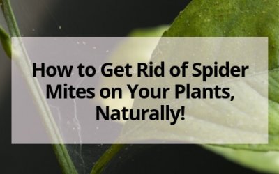 How to Get Rid of Spider Mites Naturally!