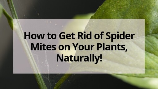 How to Get Rid of Spider Mites on Your Plants Naturally1
