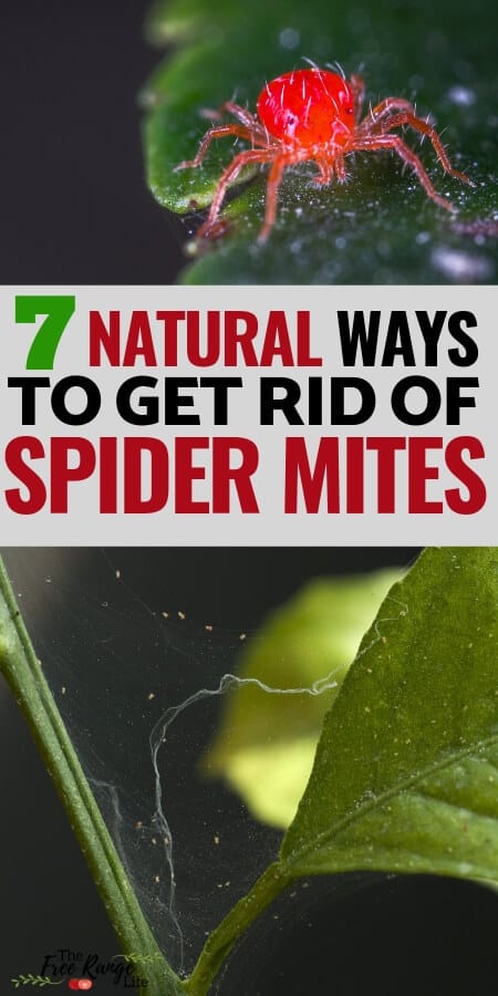 Spider mites can cause a lot of problems in the garden and on houseplants. Learn how to get rid of spider mites for good using natural, organic methods!