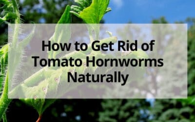How to Get Rid of Tomato Hornworms Naturally