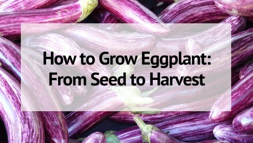 Growing Eggplant Successfully from Seed to Harvest