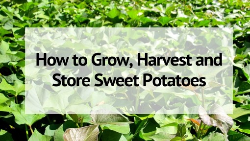 Growing Sweet Potatoes How To Grow Harvest And Use Sweet Potatoes