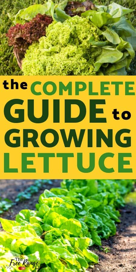 Vegetable Gardening for Beginners: How to Grow Lettuce from Seed