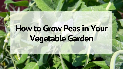 Growing Peas: How to Plant, Care, and Harvest
