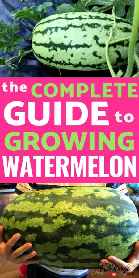 Vegetable Gardening for Beginners: Learn how to grow watermelon in your vegetable garden, plus how to start from seed and when to harvest.