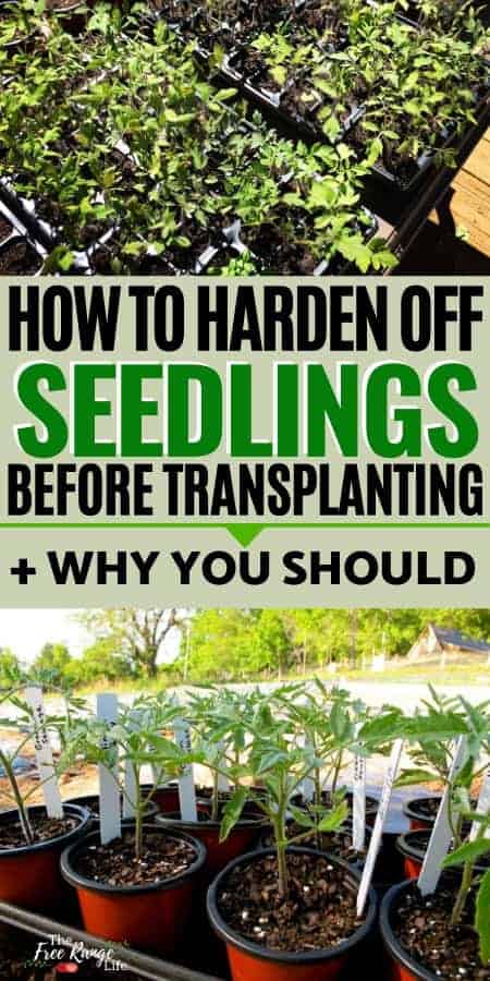 hardening off seedlings before transplanting