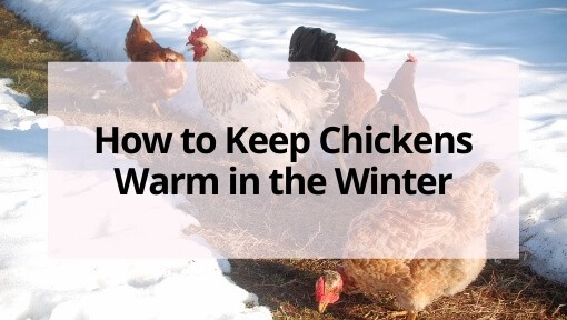 How to Keep Chickens Warm in the Winter