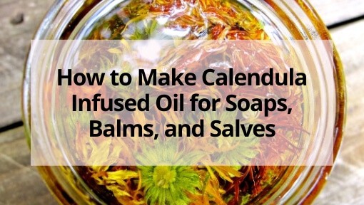 How to Make Calendula Infused Oil for Soaps, Balms, and Salves