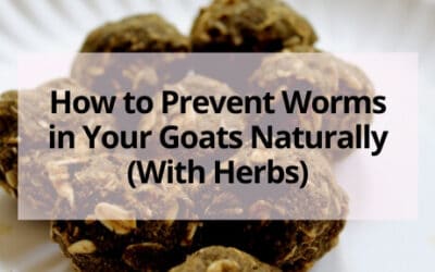 How to Prevent Worms in Your Goats Naturally (With Herbs)