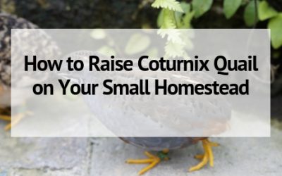 How to Raise Coturnix Quail on Your Small Homestead