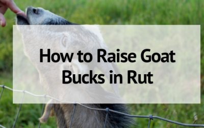 How to Raise Goat Bucks in Rut (And What You Need to Know!)