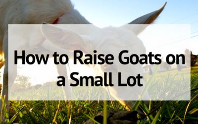 How to Raise Goats on a Small Lot