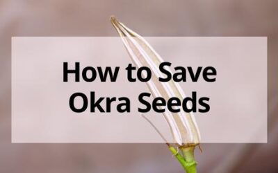 How to Save Okra Seeds