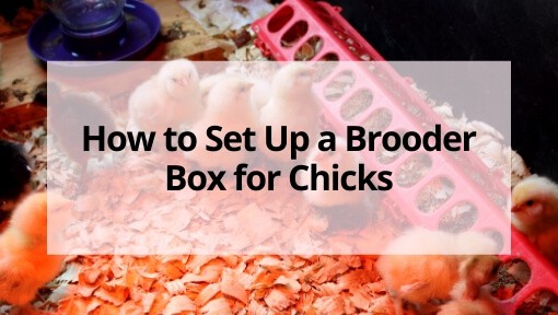 How to Set Up a Brooder Box for Chicks