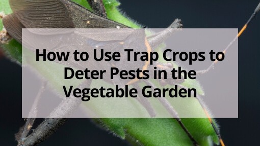 How to Use Trap Crops to Deter Pests in the Vegetable Garden