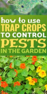 How To Use Trap Crops To Deter Pests In The Vegetable Garden