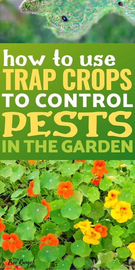 How to Use Trap Crops to Deter Pests in the Vegetable Garden