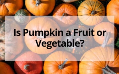 Is Pumpkin a Fruit or Vegetable? Well it Depends on Who You’re Asking…