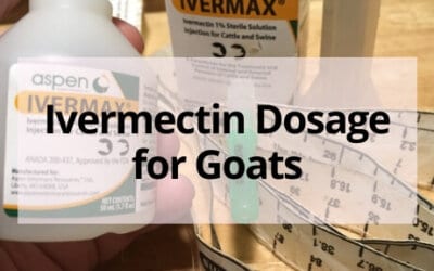 Ivermectin Dosage for Goats (+ How to Give)