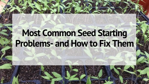 Most Common Seed Starting Problems- and How to Fix Them