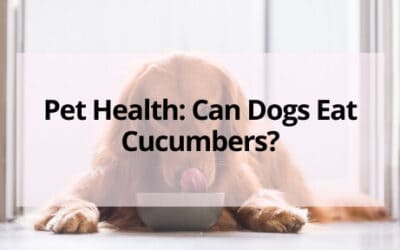 Pet Health: Can Dogs Eat Cucumbers?
