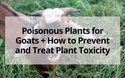 Poisonous Plants for Goats + How to Prevent and Treat Plant Toxicity