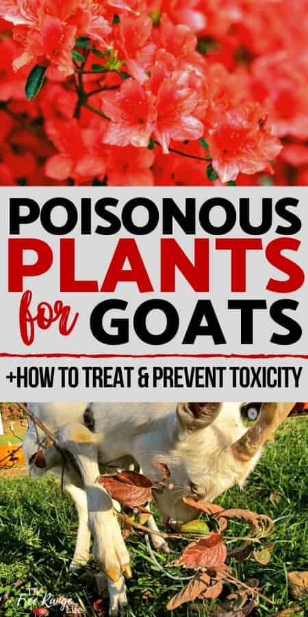 Poisonous plant for goats + how to treat and prevent toxicity text with red azaleas and a goat eating a branch