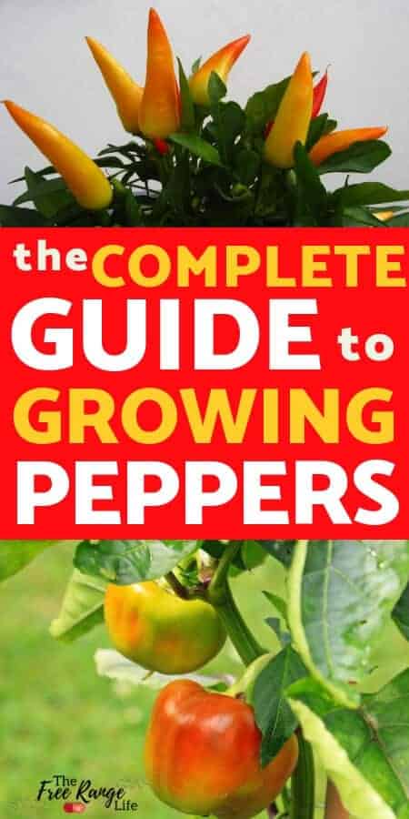 Vegetable Gardening for Beginners: Learn all you need to know about growing peppers in your garden. From starting peppers from seed, to growing tips, and when to harvest. 