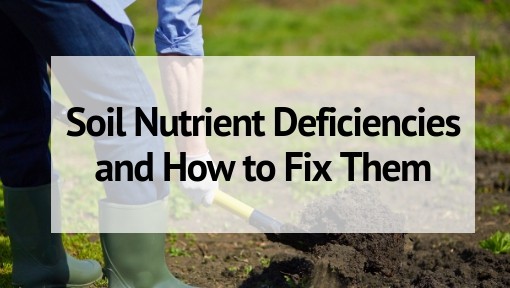 Soil Nutrient Deficiencies and How to Fix Them