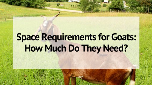 Space Requirements for Goats
