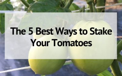The 5 Best Ways to Stake Your Tomatoes