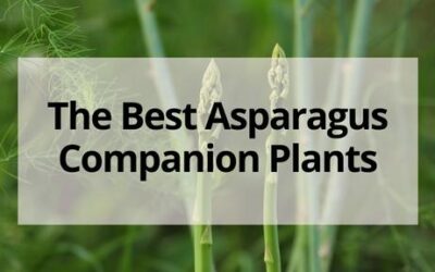 The Best Asparagus Companion Plants for Your Vegetable Garden