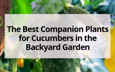The Best Companion Plants for Cucumbers in the Backyard Garden