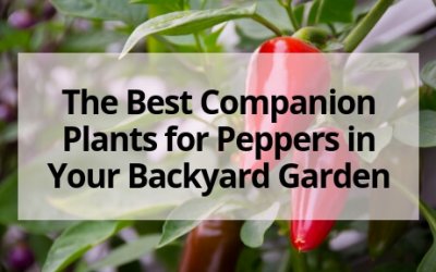 The Best Companion Plants for Peppers in Your Backyard Garden