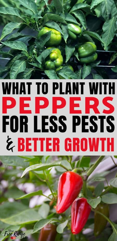 Image of Peppers companion plant to peas