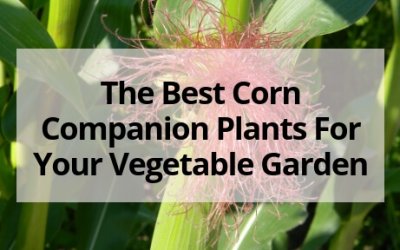 The Best Corn Companion Plants For Your Vegetable Garden