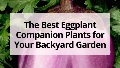 The Best Eggplant Companion Plants for Your Backyard Garden