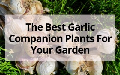 The Best Garlic Companion Plants For Your Garden