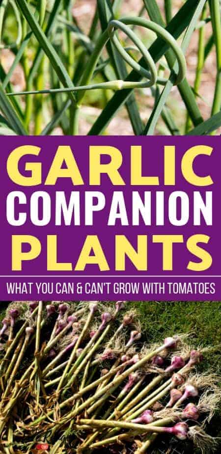 Vegetable Gardening for Beginners: Learn which crops are the best garlic companion plants to increase garden harvest, reduce pests, & improve flavor.