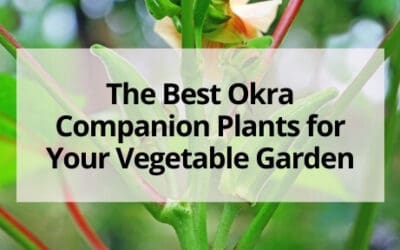 The Best Okra Companion Plants for Your Vegetable Garden