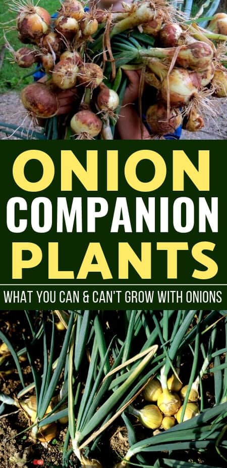 Vegetable Gardening Tips: Learn which crops are the best onion companion plants to increase your garden harvest, reduce pests, and improve flavor.