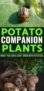 The Best Potato Companion Plants for Your Backyard Garden