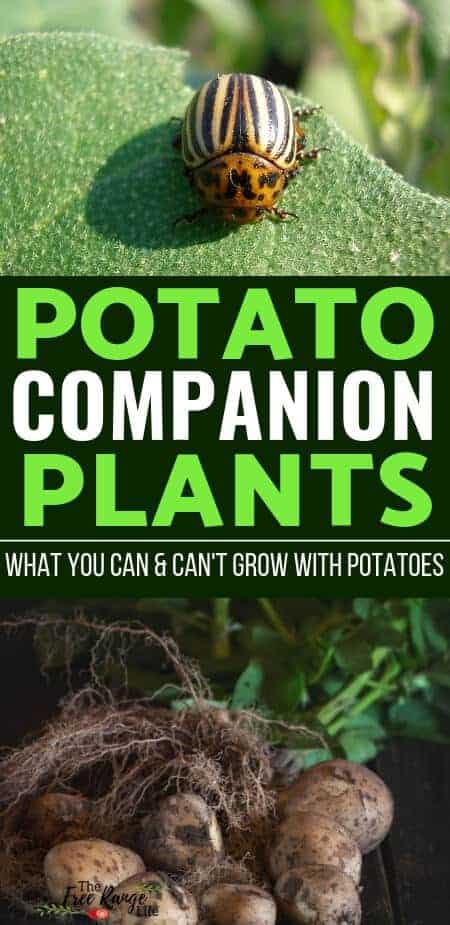 Vegetable Gardening for Beginners: Companion plants can help improve your garden organically. Learn which are the best potato companion plants to grow alongside your potato bed!