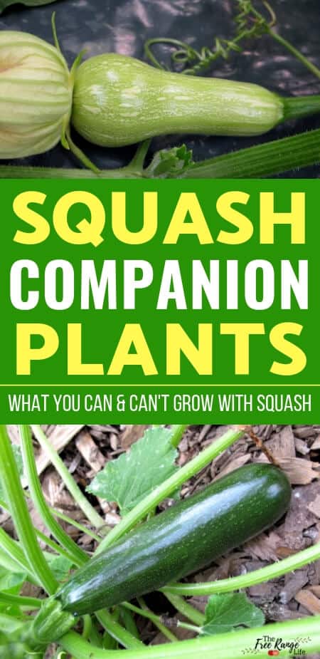 Image of Butternut squash herbs companion planting