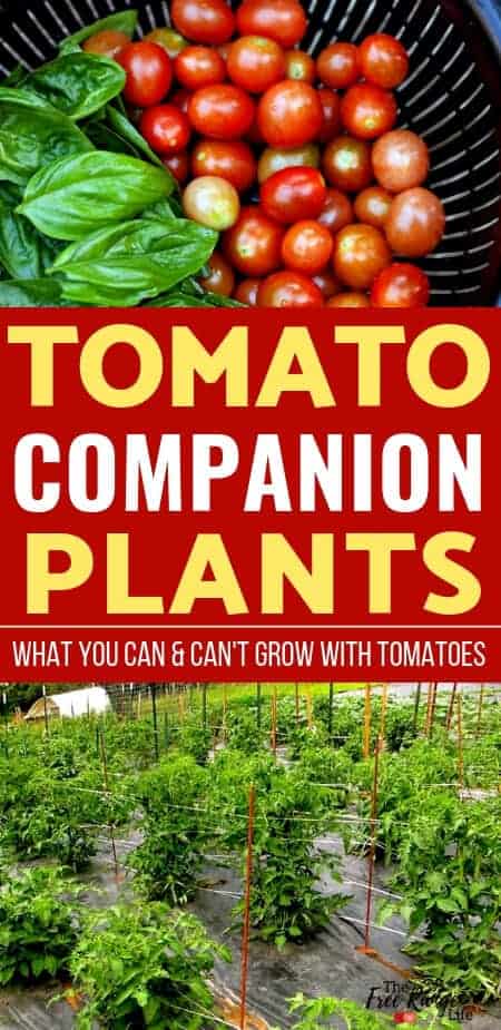 Vegetable Gardening Tips: Grow better tomatoes by learning which crops are the best tomato companion plants to increase your tomato harvest, reduce pests, and improve flavor.