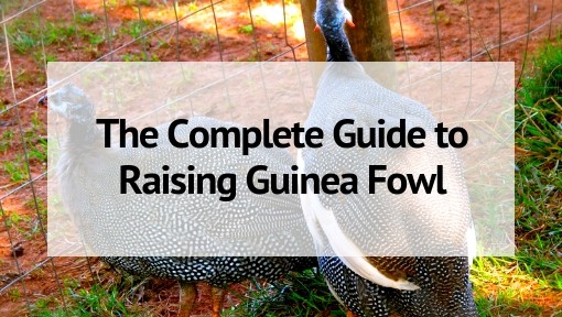 The Complete Guide to Raising Guinea Fowl
