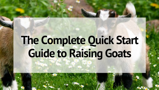 The Complete Quick Start Guide To Raising Goats