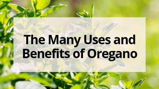 The Many Uses and Benefits of Oregano