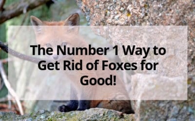 The Number 1 Way to Get Rid of Foxes for Good!